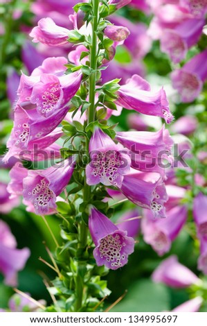 Foxgloves Stock Photos, Images, & Pictures | Shutterstock