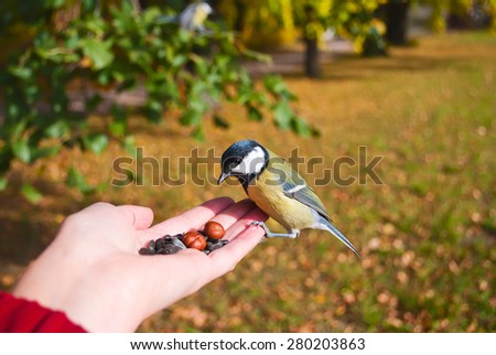 chickadee eating bird seed human hand stock photo chickadee eating bird seed human hand stock photo