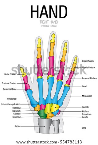 Vector Human Hand Description Stock Vector 61275283 - Shutterstock