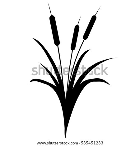 Vector Illustration Grasslike Cattails Over White Stock Vector 47522008 ...