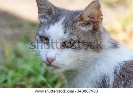 Hunter Felines Summer Wild Grey Cat Stock Photo 346627232 - Shutterstock