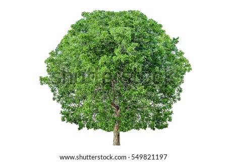 Green Bush On White Background Stock Photo 111730109 - Shutterstock
