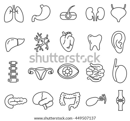 Internal Human Organs Handdrawn Icons Set Stock Vector 238005715 ...