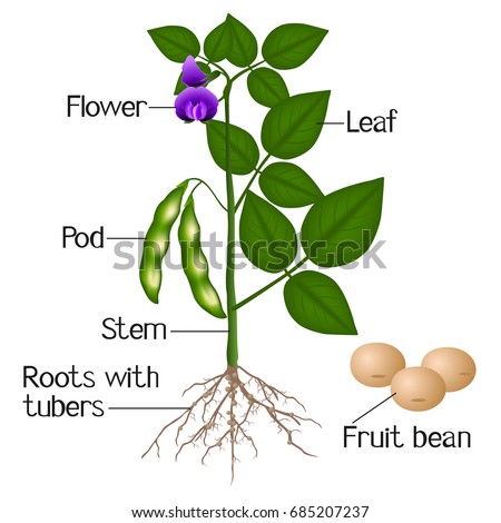 Photosynthesis Process Labelled Illustration Stock Illustration ...