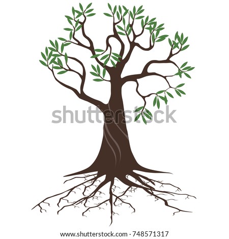olive tree with roots on a white background