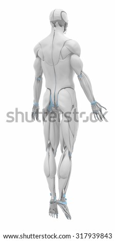 Human Body Muscle Structure Depicts Back Stock Photo 82578076