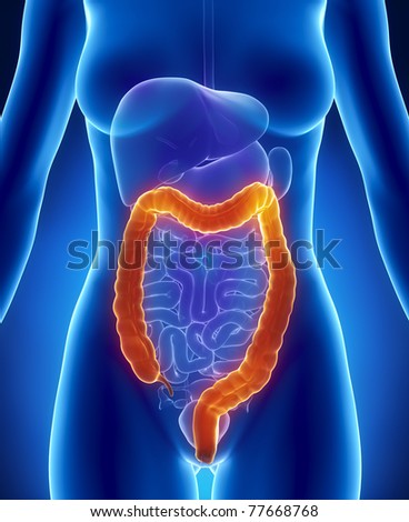 Human Kidneys Anatomy Stock Illustration 256695604 - Shutterstock