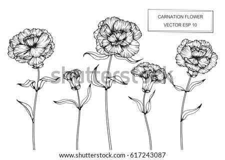 Bouquet Carnation Flowers Drawing Sketch Lineart Stock Vector 666624613 ...