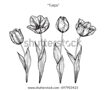 Hand Drawn Set Tulips Branches Flower Stock Vector 581868529 - Shutterstock