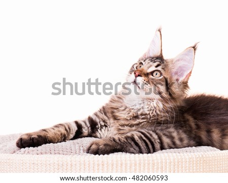 orange maine coon kittens for sale california