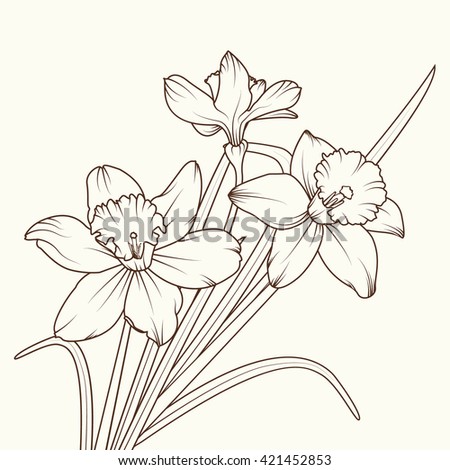 Daffodil Flower Narcissus Isolated On White Stock Illustration ...