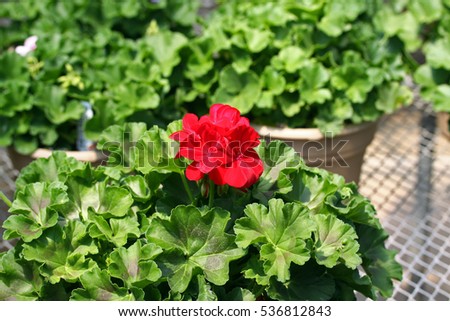 Single petal geraniums Trailing Double Geraniums