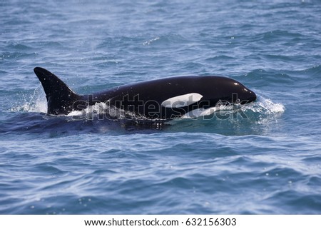 Black White Orca Killer Whale Swimming Stock Photo 47835184 - Shutterstock