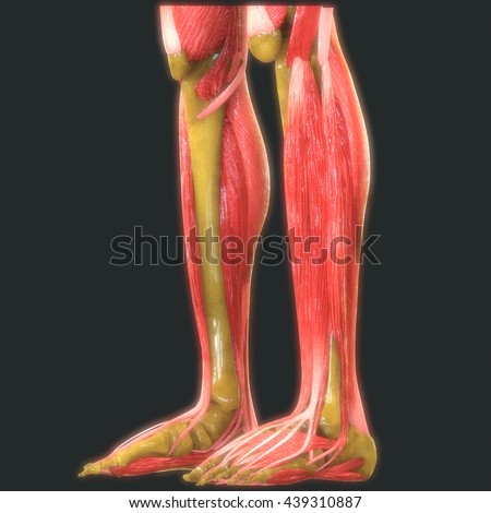 Human Leg Joints Muscles Anatomy 3d Stock Illustration 447279706 ...