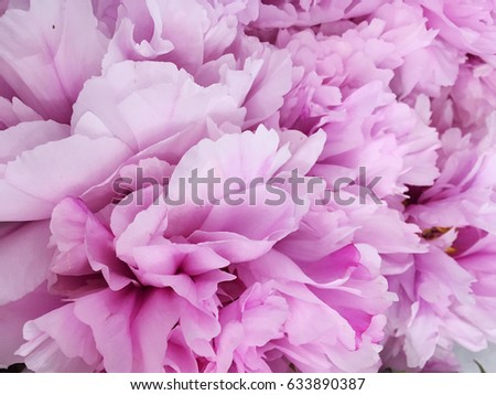 Pink Peony Background Rustic Wallpaper Pink Peony Background Rustic Wallpaper
