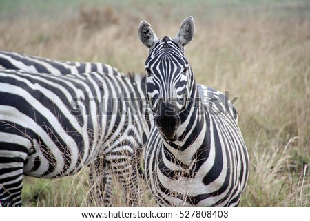 an analysis of the plains zebra Inant function analysis was usedto assign individual zebra hairs to species is thus higher than among those of plains zebras moreover, the larger body. an analysis of the plains zebra Inant function analysis was usedto assign individual zebra hairs to species is thus higher than among those of plains zebras moreover, the larger body.