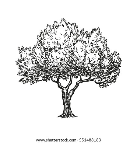 Hand Drawn Vector Illustration Olive Tree Stock Vector 551488162