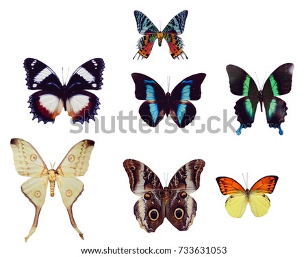 Collection Colored Butterflies Isolated On White Stock Photo 60047341 ...