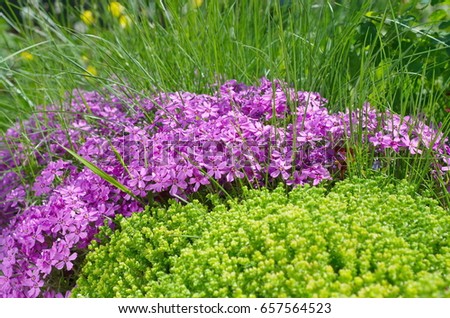 Sedum acre cancer