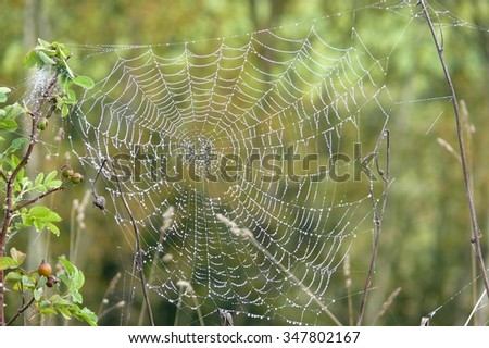  Cobweb  Forest Blur Stock Photo 351328379 Shutterstock