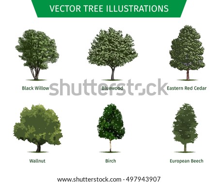 stock vector different tree sorts with names illustrations of tree types and specimens ash fir oak walnut 497943907