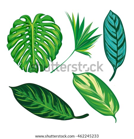 Tropical Leaves Collection On Isolate Vector Stock Vector 370705856 ...