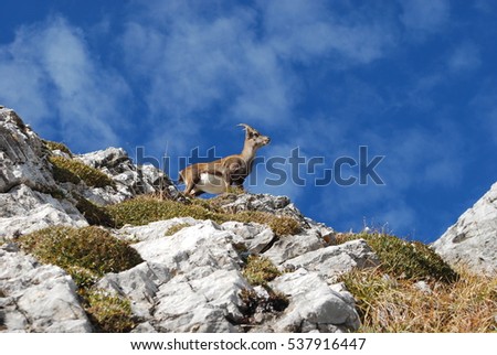 Mount pilatus coupons
