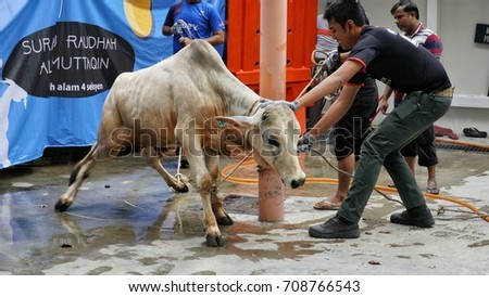 Search Rescue German Shepherd Stock Photo 63372526 