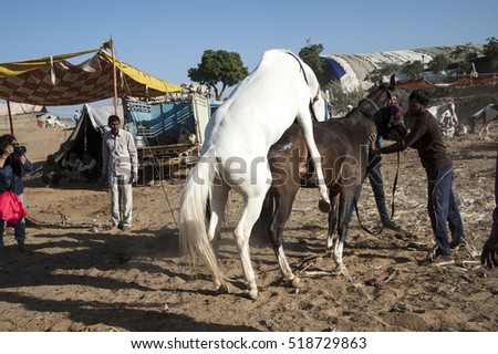 Pushkar India 9 November 2016 Portrait Stock Photo ... Pushkar India 9 November 2016 Portrait Stock Photo ...