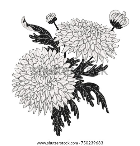 Set Black White Isolated Vector Chrysanthemum Stock Vector 74138698 ...