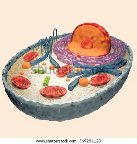 Human Cell Model Top Stock Illustration 369296120 - Shutterstock