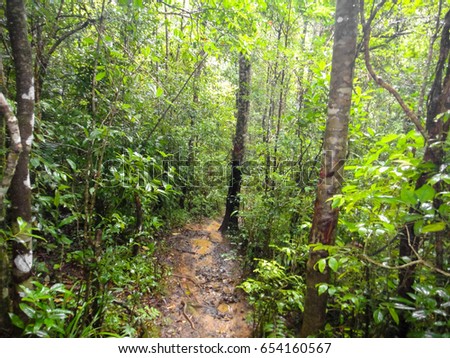 Difficult tell. southeast asian rain forest 3012 commit Southeast asian rain forest 3012 remarkable