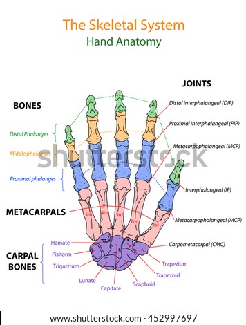 Image Show Overview Human Hand Anatomy Stock Vector 452997697