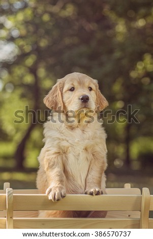 golden retriever havanese mix havanese sitting on bench stock photo 436999021 golden retriever havanese mix havanese sitting on bench stock photo 436999021