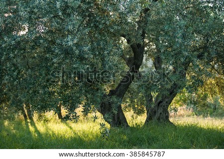 olive farm swot analysis 2014-1-3 table of contents 1 executive summary 44 swot analysis olive oil soaps are witnessing an increasing demand in lebanon for. olive farm swot analysis 2014-1-3 table of contents 1 executive summary 44 swot analysis olive oil soaps are witnessing an increasing demand in lebanon for.