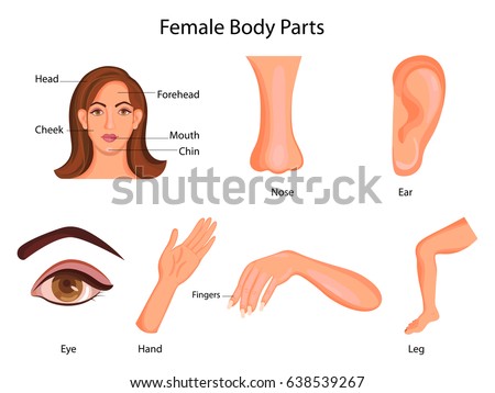 Inner Body Parts Of Woman / Human Body - English Study Here - the-egomaniac