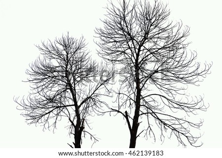 Vector Drawing Tree Detailed Vector Stock Vector 109078388 - Shutterstock