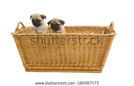 Jack Russel Terrier Puppies Basket Isolated Stock Photo ... Jack Russel Terrier Puppies Basket Isolated Stock Photo ...