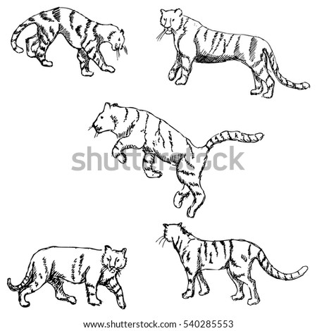 Tiger Eating Meatsketch Illustration Stock Illustration 494248657 ...