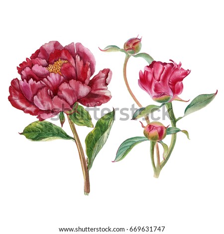 Flower Illustration Stock Illustration 115158517 - Shutterstock