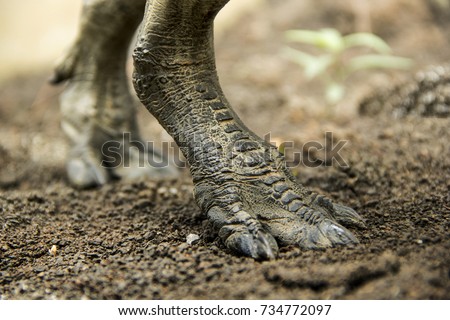 t rex feet