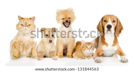 Group Cats Dogs Front White Background Stock Photo 91233284 - Shutterstock