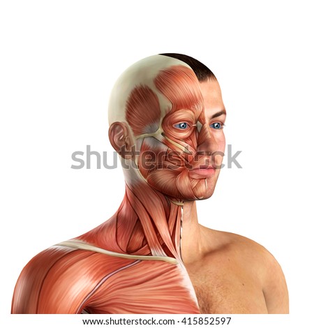 3d Human Anatomy Torso Back Muscles Stock Illustration 470591129