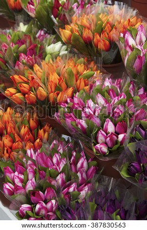 Salvia Flowers Stock Photo 169305083  Shutterstock