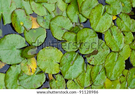 Lily Pad Background - stock photo