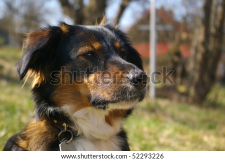 East german guard dog