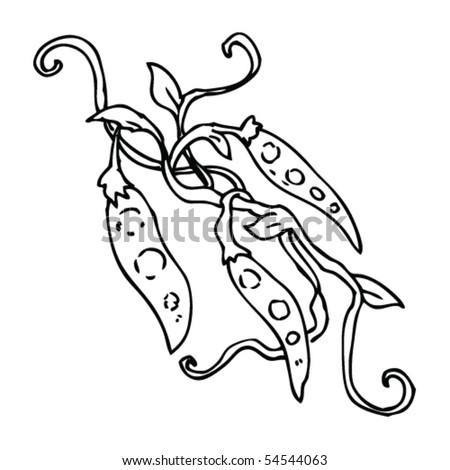 Broad Beans Drawing Stock Vector 54544063 - Shutterstock