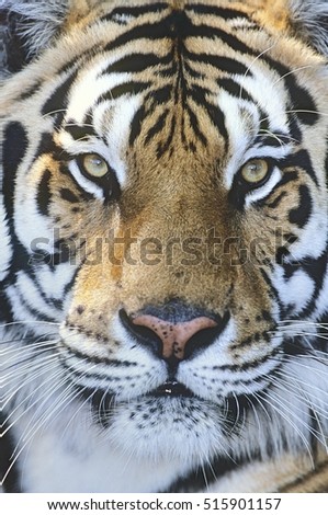 White Tiger Stock Photo 28671337 - Shutterstock