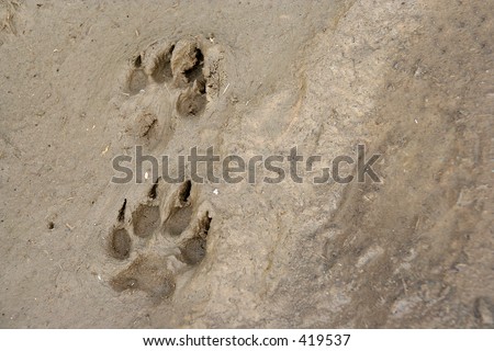 Print Paw Siberian Husky Stock Photo 47509777 - Shutterstock