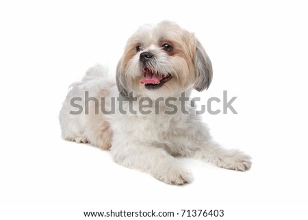 Mixed Breed Dog Tibetan Terrier Shih Stock Photo 66890095 - Shutterstock